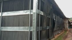 Konfirmasi Lapangan – Peternakan Ayam Broiler Tanggamus Memiliki Izin Lengkap dan Bersih