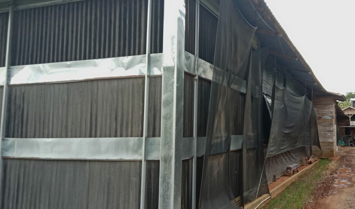 Peternakan Ayam Petelur Diduga Cemari Lingkungan, Warga Tanggamus Resah Akibat Bau Busuk